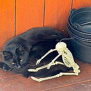 Raven joined the competition — help win amazing prizes! animal, black_cat, buckets, cat, companion, curled_up, decoration, feline, fur, indoors, pet, plastic_skeleton, quiet, relaxed, resting, skeleton, spooky, stacked_buckets, wooden_floor, wooden_wall