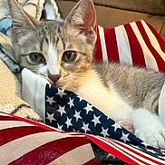 Mia joined the competition — help win amazing prizes! kitten, cat, pet, animal, indoor, blanket, couch, american_flag, striped, stars, fur, face, ears, whiskers, close_up, cozy, cute, resting, young, soft