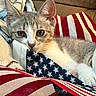 kitten, cat, pet, animal, indoor, blanket, couch, american_flag, striped, stars, fur, face, ears, whiskers, close_up, cozy, cute, resting, young, soft