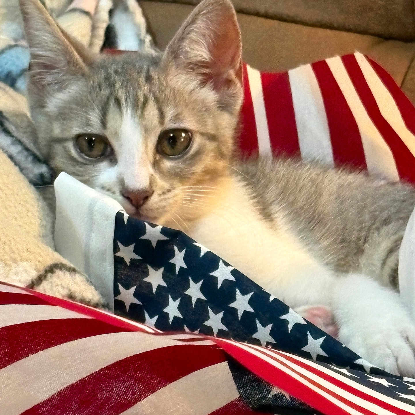 Mia joined the competition — help win amazing prizes! kitten, cat, pet, animal, indoor, blanket, couch, american_flag, striped, stars, fur, face, ears, whiskers, close_up, cozy, cute, resting, young, soft