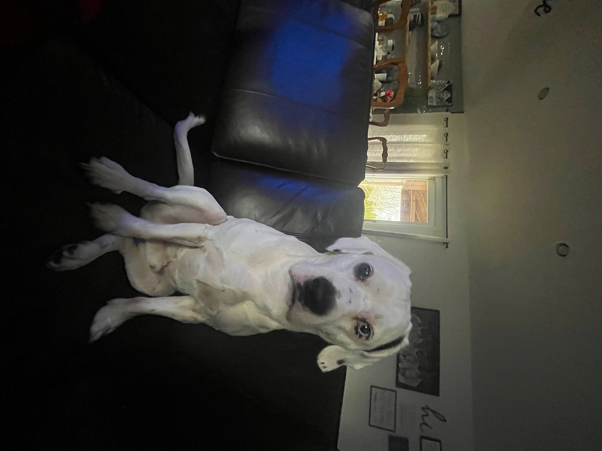 Saint is registered to the contest to win money with this photo: art, bone, canidae, carnivore, companion_dog, dog, dog_breed, fawn, guard_dog, machine, mammal, non_sporting_group, room, sculpture, snout, sporting_group, statue, tail, visual_arts, working_animal