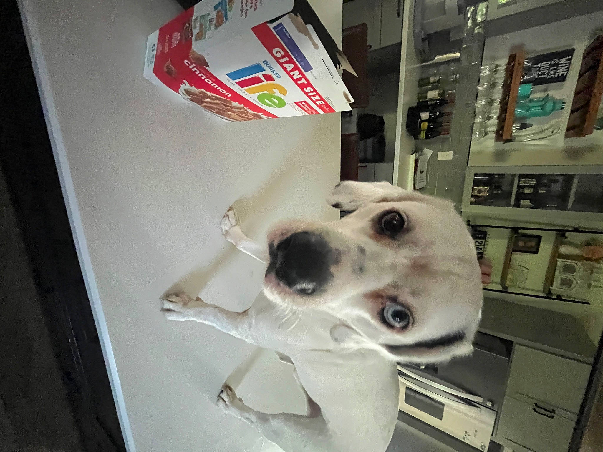 Saint is registered to the contest to win money with this photo: advertising, canidae, carnivore, companion_dog, dog, dog_breed, door, flooring, fur, logo, machine, metal, room, selfie, snout, sporting_group, whiskers