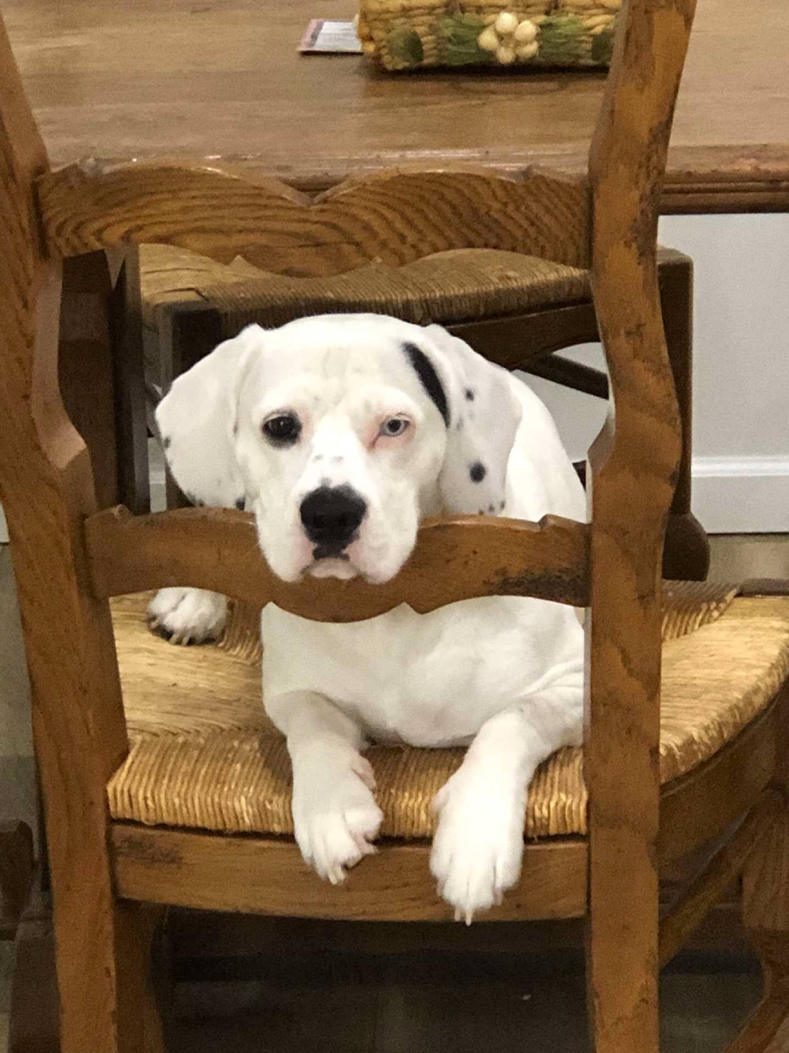 Saint joined the competition — help win amazing prizes! carnivore, chair, collar, companion_dog, dog, dog_breed, dog_collar, dog_supply, fawn, flooring, fur, hardwood, non_sporting_group, pet_supply, puppy, rectangle, snout, tail, wood, working_animal