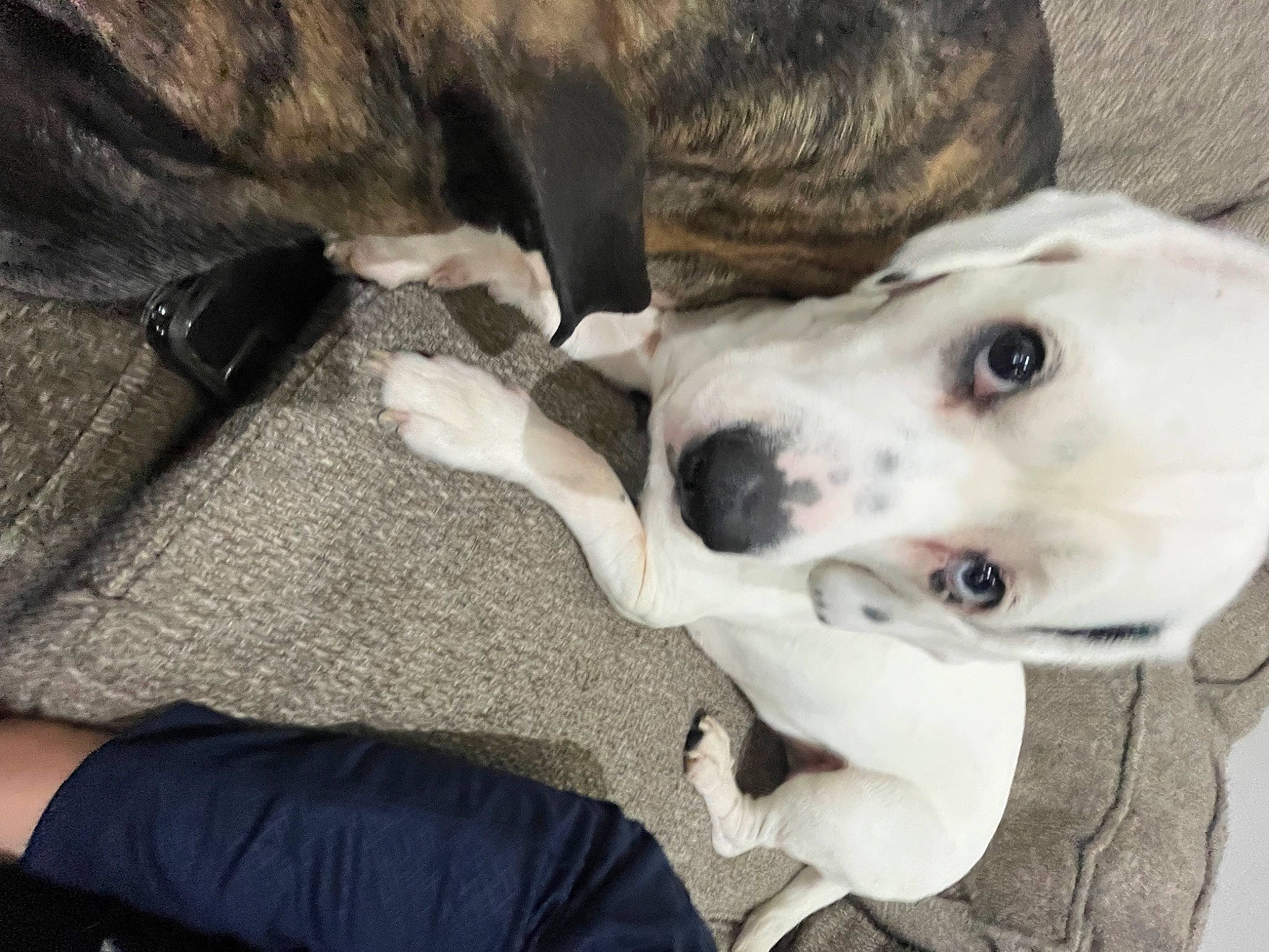 Saint joined the competition — help win amazing prizes! canidae, carnivore, collar, comfort, companion_dog, dog, dog_breed, dog_collar, ear, fawn, fur, guard_dog, non_sporting_group, snout, sporting_group, whiskers, working_animal