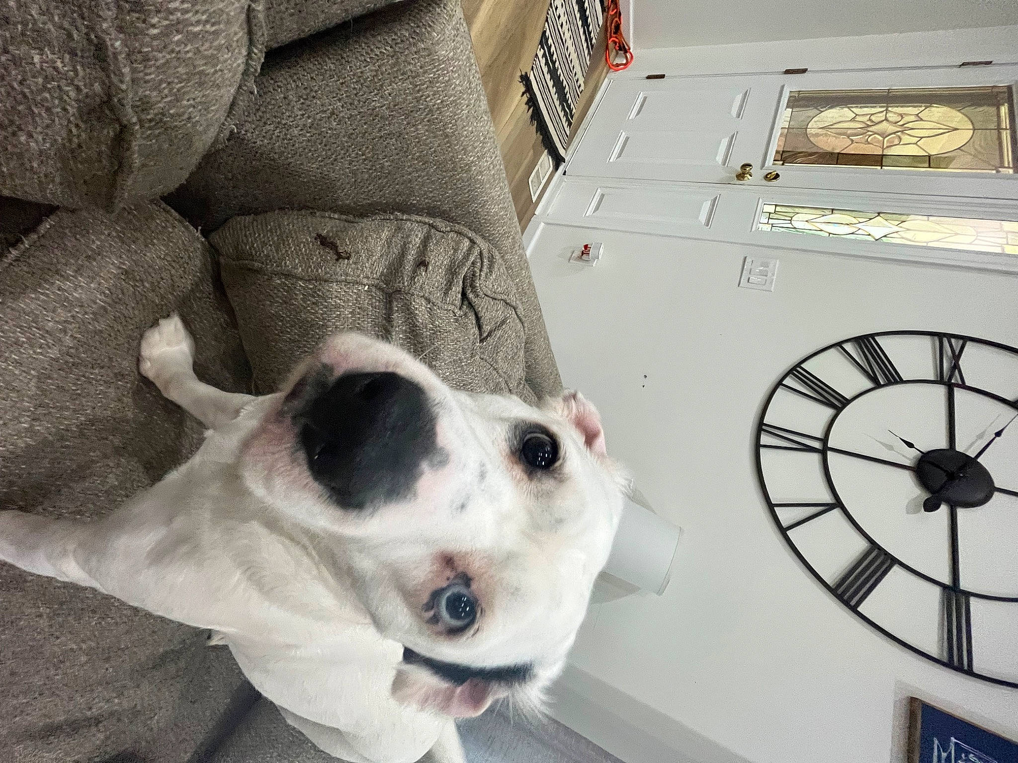 Saint joined the competition — help win amazing prizes! canidae, carnivore, circle, collar, comfort, companion_dog, dog, dog_breed, dog_collar, door, fawn, machine, non_sporting_group, pet_supply, shipping_box, snout, sporting_group, whiskers, window, working_animal