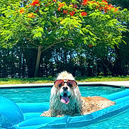 Buoy is registered to the contest to win money with this photo: blue_water, dog, funny, garden, happy, long_fur, outdoors, pet, pool, portrait, red_flowers, reflection, summer, sunglasses, sunlight, swimming, tongue_out, tree, water, wet_fur