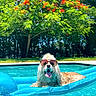blue_water, dog, funny, garden, happy, long_fur, outdoors, pet, pool, portrait, red_flowers, reflection, summer, sunglasses, sunlight, swimming, tongue_out, tree, water, wet_fur