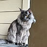 Sirius Black is registered to the contest to win money with this photo: animal, beige_siding, cat, domestic_cat, door, ears, feline, fluffy, fur, gray, indoor, pet, portrait, quiet, side_view, sitting, tail, whiskers, wooden_table, yellow_eyes