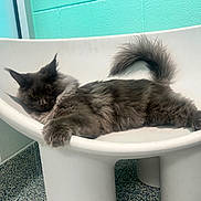Sirius Black is registered to the contest to win money with this photo: animal, cat, chair, feline, floor, fluffy_cat, gray_cat, indoor, lounging, modern_chair, paw, pet, relaxed, room, tail, teal_lighting, textured_wall, wall, white_chair, yellow_eyes