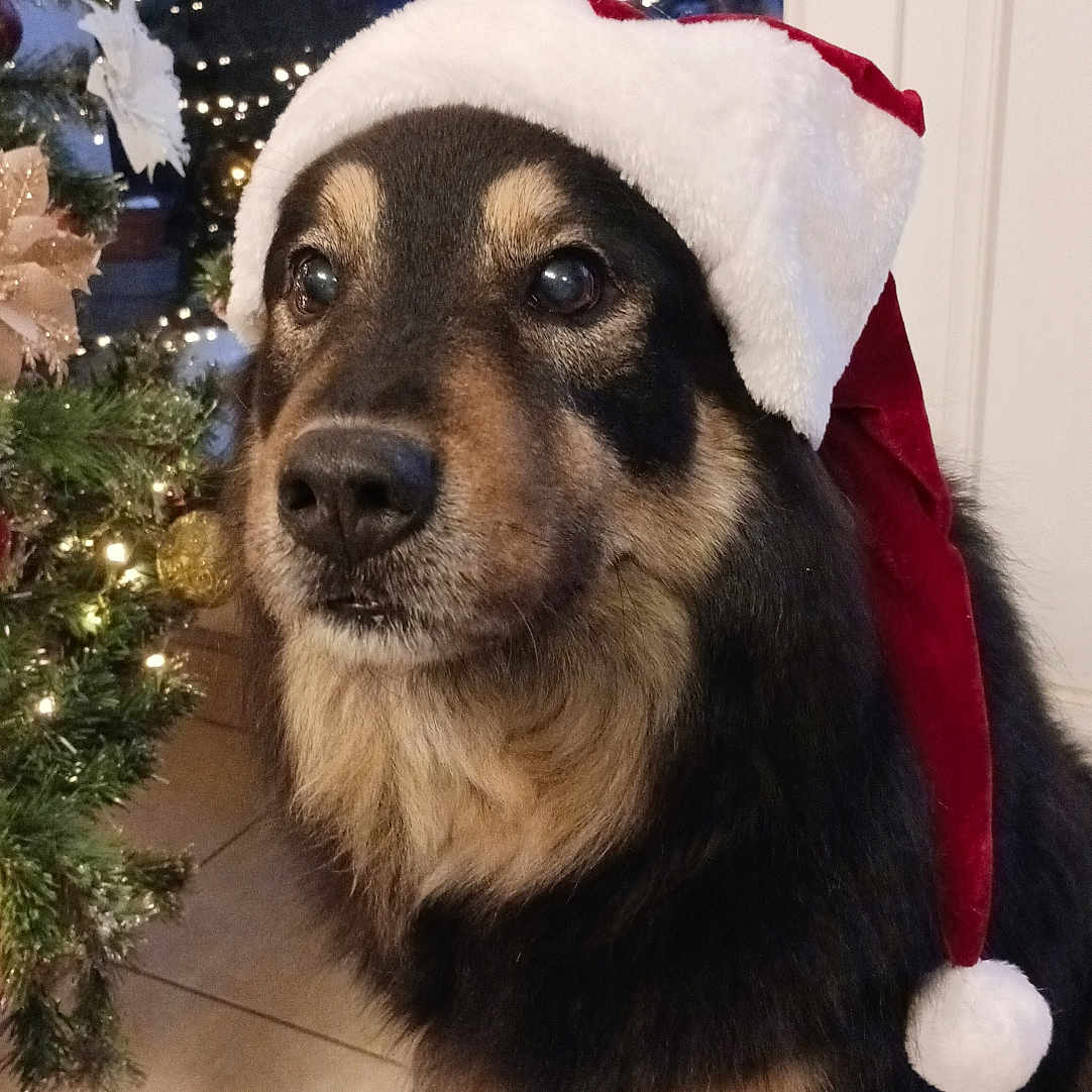 Kaya a rejoint le concours — aidez-le/la à gagner de superbes lots ! animal, black_and_tan, calm, celebration, christmas, christmas_tree, cute, decorations, dog, festive, fur, holiday, indoors, lights, pet, portrait, santa_hat, seasonal, tile_floor, winter