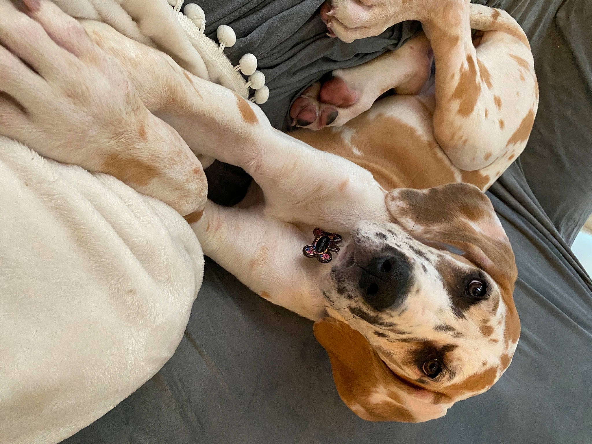 Arleigh June is registered to the contest to win money with this photo: canidae, carnivore, companion_dog, dog, dog_breed, fawn, flesh, nail, paw, skin, snout, sporting_group, toe, whiskers, working_animal, working_dog