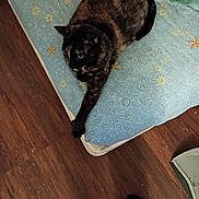 Apache is registered to the contest to win money with this photo: cat, tortoiseshell_cat, cushion, plush_toy, giraffe_toy, wood_floor, pet, indoor, stretching, resting, feline, paw, animal, cozy, pattern, blue, brown, soft_toy, flooring, relaxing