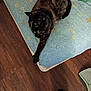cat, tortoiseshell_cat, cushion, plush_toy, giraffe_toy, wood_floor, pet, indoor, stretching, resting, feline, paw, animal, cozy, pattern, blue, brown, soft_toy, flooring, relaxing