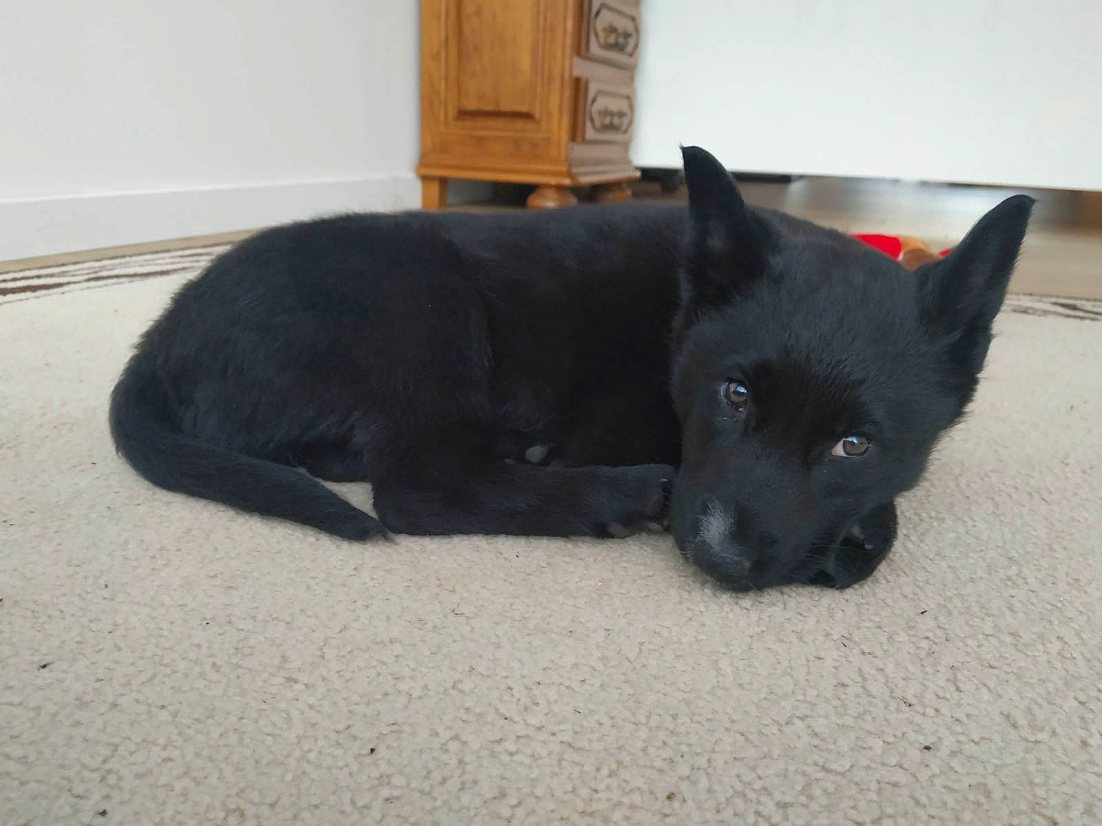 Yuki a rejoint le concours — aidez-le/la à gagner de superbes lots ! black_cat, carnivore, companion_dog, dog, dog_breed, felidae, flooring, fur, non_sporting_group, small_to_medium_sized_cats, tail, terrestrial_animal, whiskers, working_animal