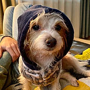 Sugar joined the competition — help win amazing prizes! animal, blanket, casual, clothing, cozy, cute, dog, eyes, face, fur, home, hood, indoor, nose, person_hand, pet, portrait, sitting, small_dog, warm_lighting