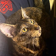 Bella is registered to the contest to win money with this photo: cat, tortoiseshell, pet, animal, fur, yellow_eyes, whiskers, ears, tail, lap, clothing, pants, red_emblem, indoor, closeup, curious, alert, soft_light, cozy, person