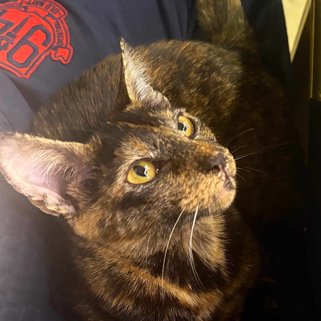 Bella is registered to the contest to win money with this photo: alert, animal, cat, closeup, clothing, cozy, curious, ears, fur, indoor, lap, pants, person, pet, red_emblem, soft_light, tail, tortoiseshell, whiskers, yellow_eyes