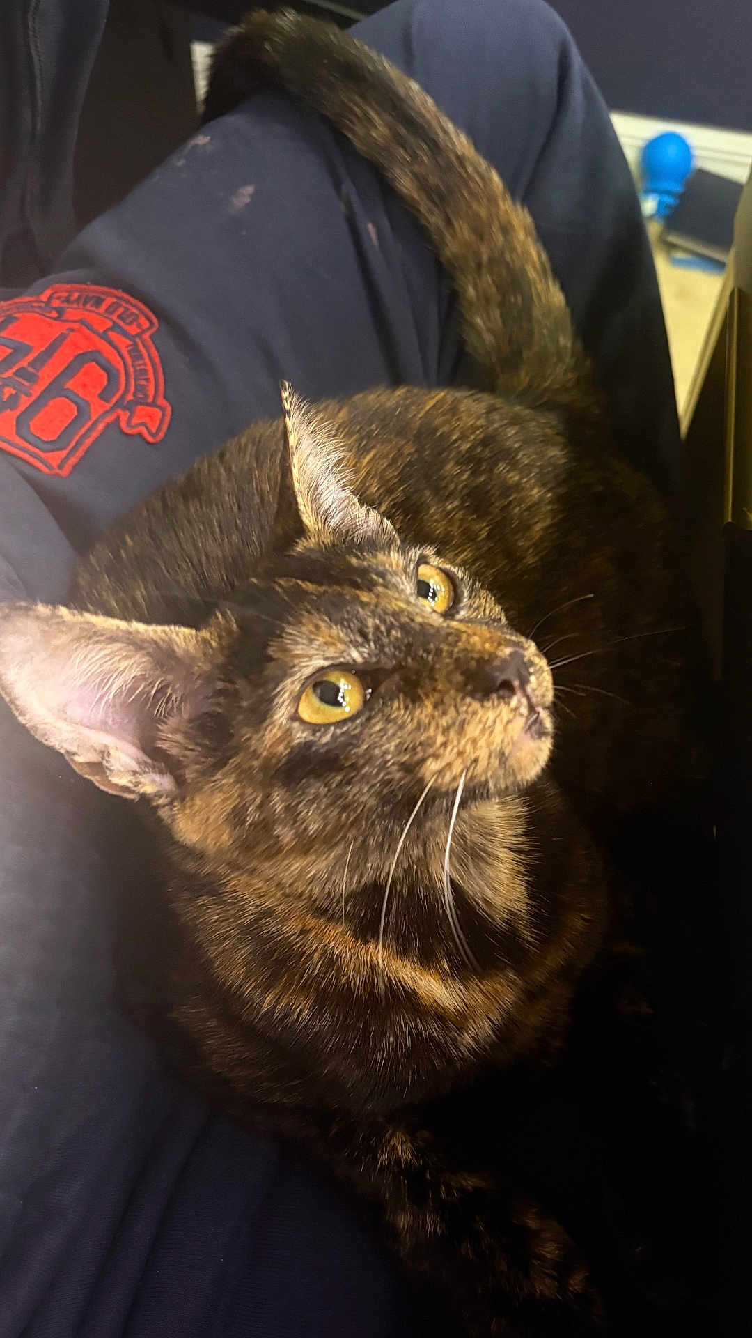 Bella