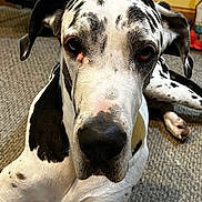 Jude is registered to the contest to win money with this photo: dog, great_dane, black_and_white, spotted, pet, canine, indoors, carpet, floor, lying_down, close_up, animal, mammal, large_dog, ears, nose, face, fur, domestic_animal, looking_at_camera
