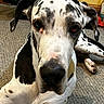 dog, great_dane, black_and_white, spotted, pet, canine, indoors, carpet, floor, lying_down, close_up, animal, mammal, large_dog, ears, nose, face, fur, domestic_animal, looking_at_camera