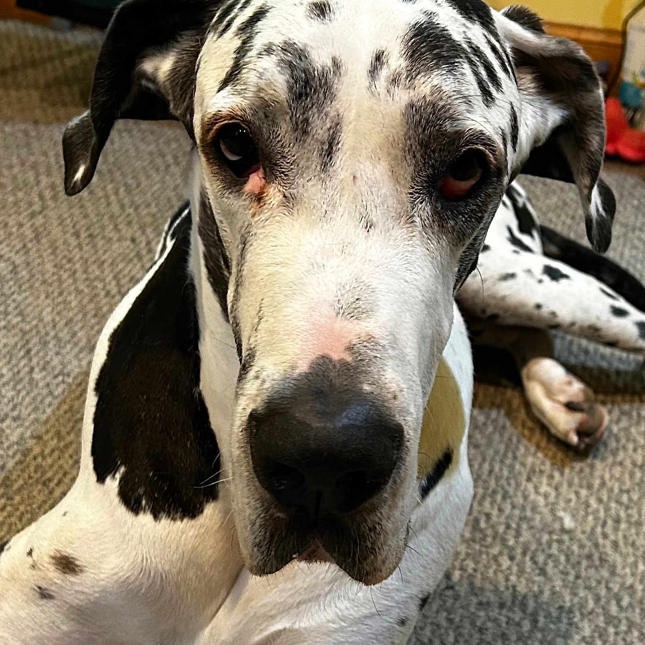 Jude is registered to the contest to win money with this photo: dog, great_dane, black_and_white, spotted, pet, canine, indoors, carpet, floor, lying_down, close_up, animal, mammal, large_dog, ears, nose, face, fur, domestic_animal, looking_at_camera