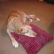 Buddie joined the competition — help win amazing prizes! animal, brown_dog, canine, carpet, comfort, cozy, cute, dog, domestic, fur, home, indoor, laying_down, peaceful, pet, pillow, quiet, relaxing, resting, sleeping