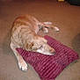 animal, brown_dog, canine, carpet, comfort, cozy, cute, dog, domestic, fur, home, indoor, laying_down, peaceful, pet, pillow, quiet, relaxing, resting, sleeping