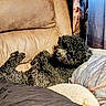 dog, curly_coat, black_dog, pet, animal, couch, sofa, blanket, pillow, indoors, living_room, relaxed, lying_down, sleeping, cozy, home, furniture, textured_fur, portrait, nap