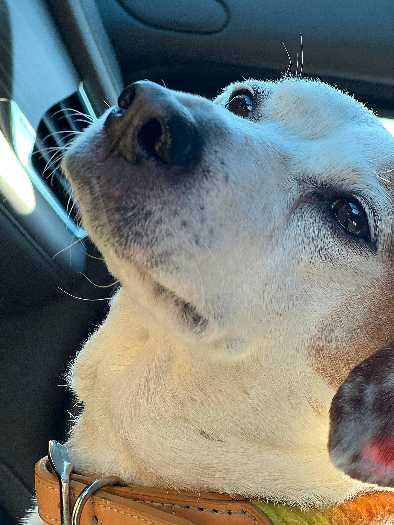 Oakley is registered to the contest to win money with this photo: canidae, carnivore, collar, companion_dog, dog, dog_breed, fawn, fur, paw, personal_luxury_car, pet_supply, snout, sporting_group, steering_wheel, terrestrial_animal, vehicle_door, whiskers, wildlife, windshield, working_animal