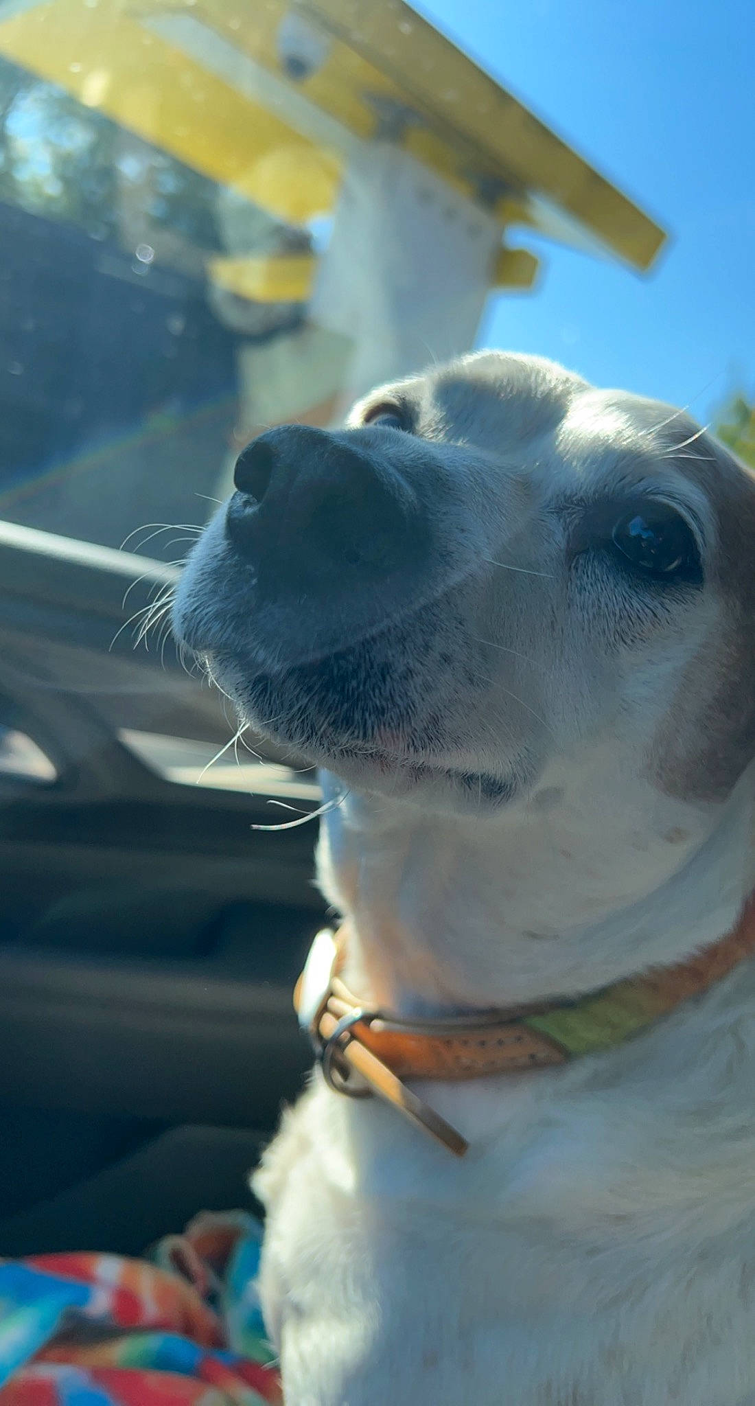 Oakley is registered to the contest to win money with this photo: canidae, carnivore, collar, companion_dog, dog, dog_breed, dog_collar, electric_blue, fawn, fur, non_sporting_group, pet_supply, sky, snout, sporting_group, whiskers, windshield, working_animal