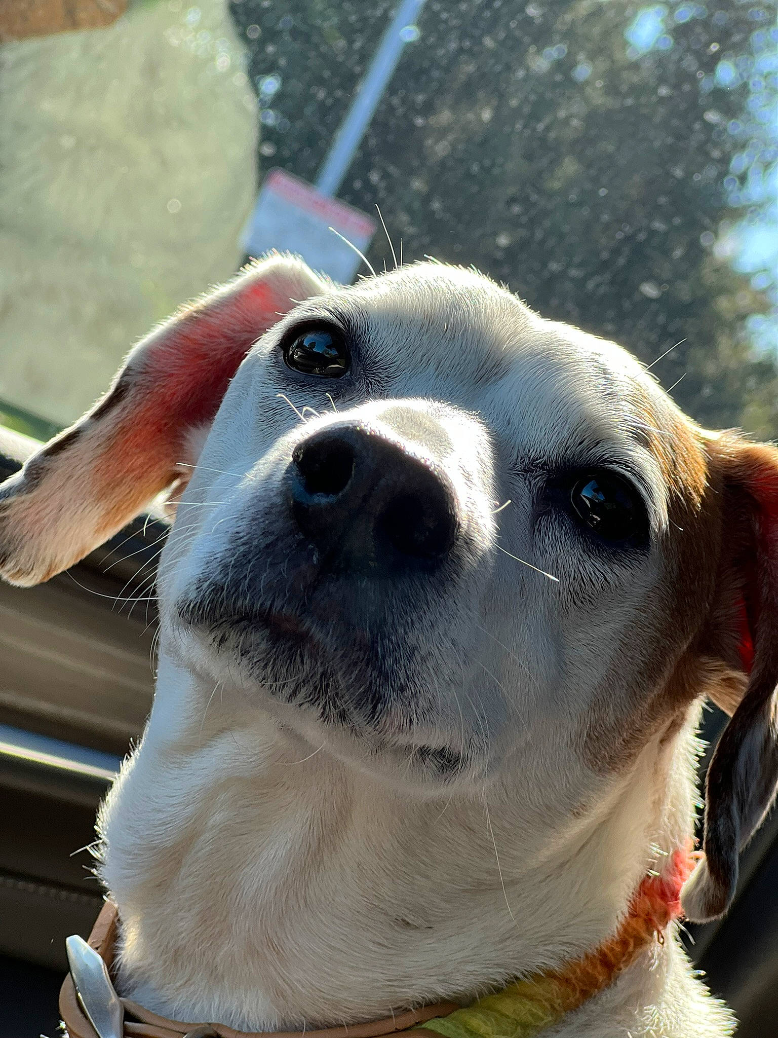 Oakley joined the competition — help win amazing prizes! canidae, carnivore, collar, companion_dog, dog, dog_breed, dog_collar, dog_supply, ear, eyewear, fawn, fur, leash, monoplane, non_sporting_group, pet_supply, snout, sporting_group, whiskers, working_animal