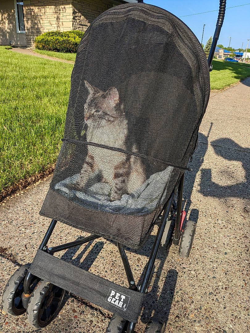 Fletcher joined the competition — help win amazing prizes! art, auto_part, automotive_tire, automotive_wheel_system, baby_carriage, baby_products, bicycle_accessory, fashion_accessory, grass, motor_vehicle, plant, shadow, sitting, sky, soil, sporting_group, tire, tree, vehicle, wheel