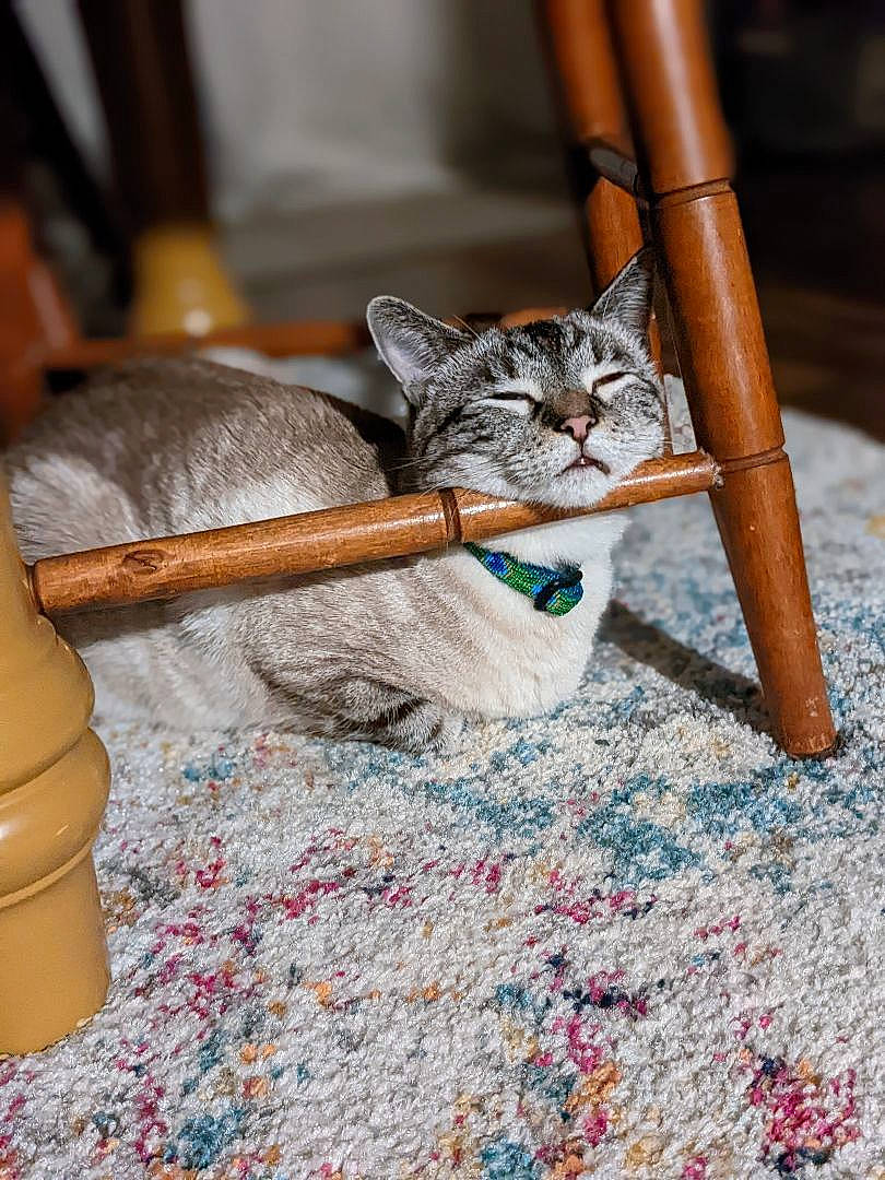 Fletcher is registered to the contest to win money with this photo: carnivore, cat, cat_supply, claw, comfort, domestic_short_haired_cat, fawn, felidae, flooring, fur, human_leg, metal, pet_supply, small_to_medium_sized_cats, snout, tail, terrestrial_animal, whiskers, wood