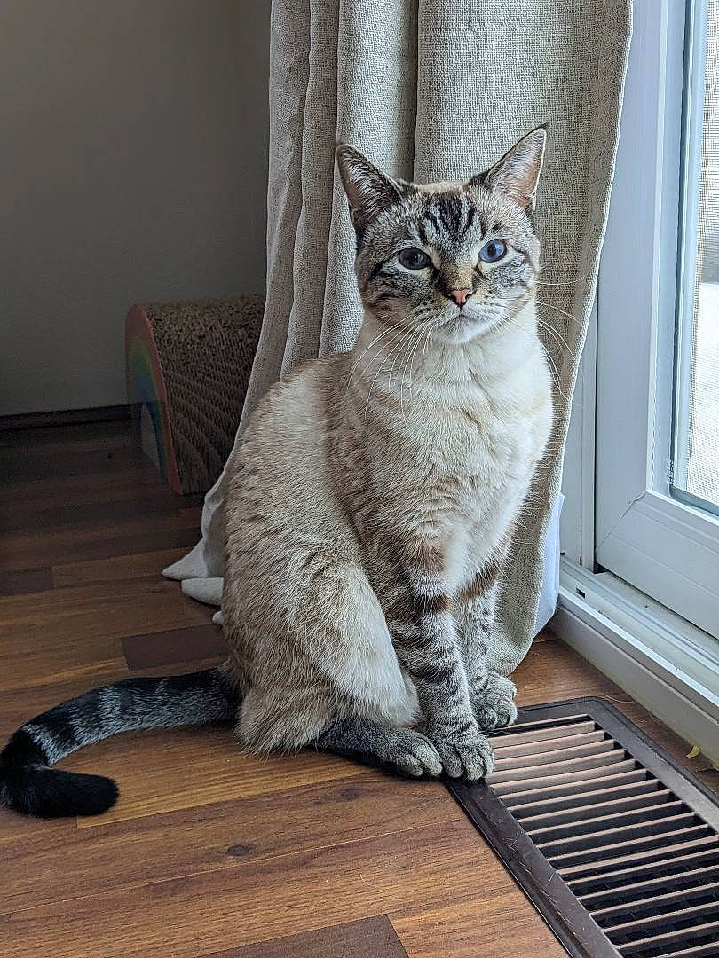 Fletcher joined the competition — help win amazing prizes! carnivore, cat, comfort, domestic_short_haired_cat, door, felidae, flooring, fur, glass, grey, hardwood, sitting, small_to_medium_sized_cats, snout, tail, terrestrial_animal, whiskers, window, wood, wood_flooring