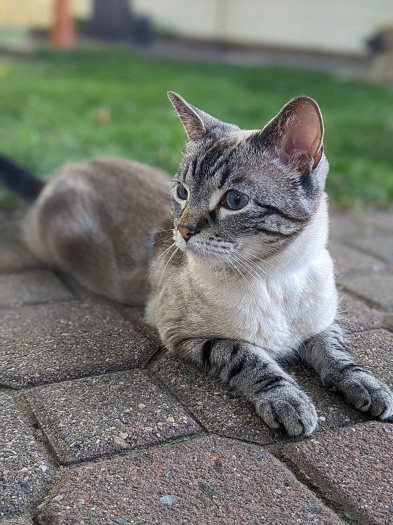 Fletcher is registered to the contest to win money with this photo: carnivore, cat, claw, concrete, domestic_short_haired_cat, felidae, fur, grass, grey, human_leg, paw, road_surface, sitting, small_to_medium_sized_cats, tail, terrestrial_animal, whiskers, wildlife