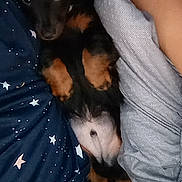 Cerberus is registered to the contest to win money with this photo: puppy, dog, pet, black, tan, lying_down, bed, blanket, pajamas, human_arm, cozy, cute, young_dog, indoor, resting, fur, animal, looking_up, comfort, sleepwear