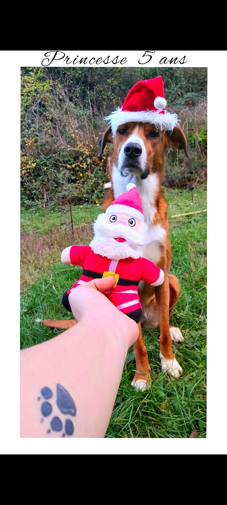 Princesse participe au concours pour gagner de l'argent avec cette photo : canidae, carnivore, companion_dog, dog, dog_breed, dog_clothes, dog_supply, fawn, grass, happy, hat, human_leg, lap, magenta, plant, sandal, sporting_group, stuffed_toy, thigh, toy