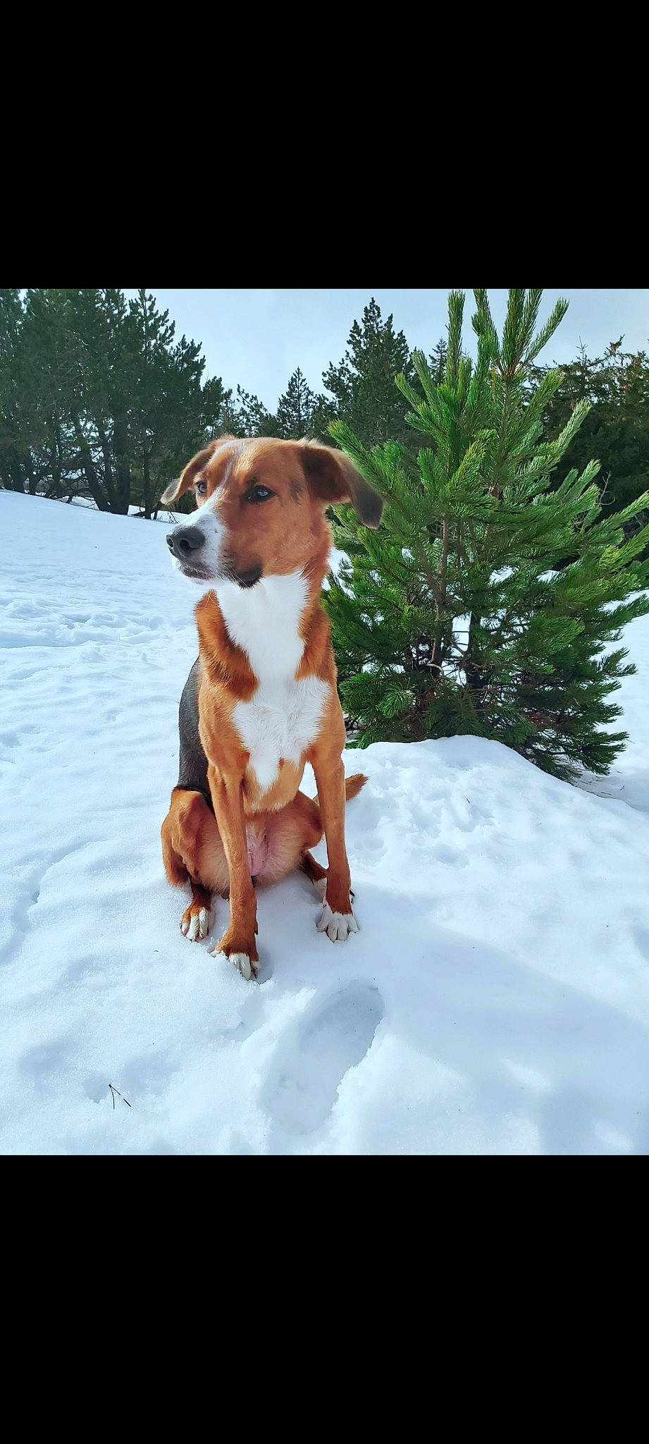 Princesse participe au concours pour gagner de l'argent avec cette photo : adventure, canidae, carnivore, companion_dog, dog, dog_breed, fawn, freezing, hound, plant, sky, snout, snow, sporting_group, tail, tree, whiskers, winter, working_animal, working_dog