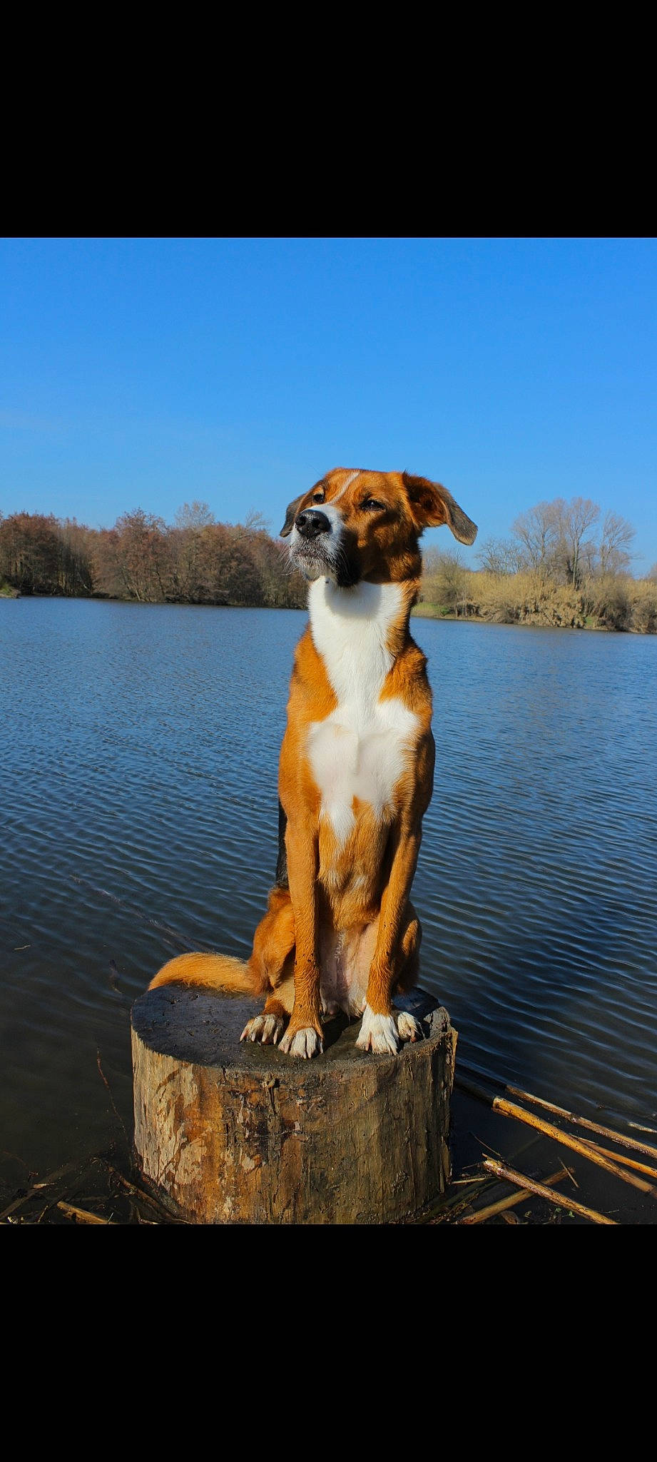 Princesse a rejoint le concours — aidez-le/la à gagner de superbes lots ! canidae, carnivore, collar, companion_dog, dog, dog_breed, fawn, gun_dog, hunting_dog, lake, liquid, plant, reservoir, sky, sporting_group, tail, tree, water, working_animal, working_dog