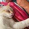 Millow a rejoint le concours — aidez-le/la à gagner de superbes lots ! cat, sleeping, tongue_out, close_up, blanket, pink, red, person, hand, phone, indoor, cozy, fur, resting, cute, pet, animal, relaxed, home, soft
