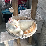 Millow a rejoint le concours — aidez-le/la à gagner de superbes lots ! cat, sleeping, cat_tree, hammock, indoor, pet, feline, cozy, sunlight, fur, resting, cute, domestic_animal, whiskers, relaxed, animal, orange_tail, soft, home, nap