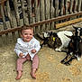 toddler, child, goat, animal, fence, barefoot, white_sweater, pink_pants, sandy_ground, outdoor, petting_zoo, smiling, fence_wood, curious, people, legs, feet, resting, young_child, rustic