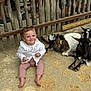 Mya a rejoint le concours — aidez-le/la à gagner de superbes lots ! child, toddler, goat, animal, outdoor, fence, sand, barefoot, white_sweater, pink_pants, smile, sitting, petting_zoo, farm, people, legs, wooden_fence, curious, cute, daylight