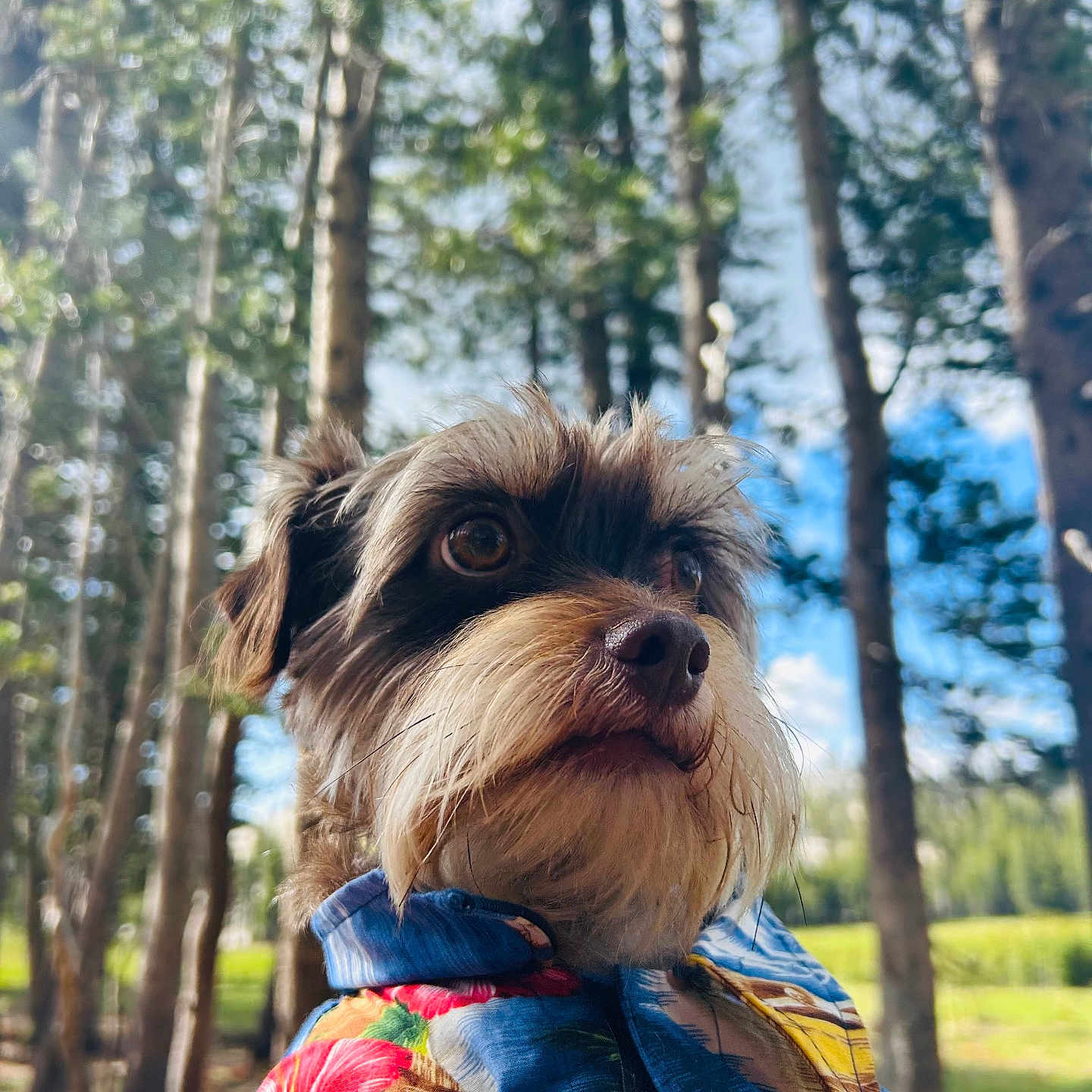 Teddy joined the competition — help win amazing prizes! animal, beard, blue_sky, canine, clothing, colorful, dog, forest, fur, greenery, hawaiian_shirt, leaves, nature, outdoor, pet, portrait, summer, sunlight, trees, tropical