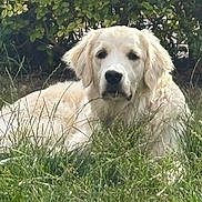 Anka a rejoint le concours — aidez-le/la à gagner de superbes lots ! animal, bushes, canine, cute, daylight, dog, friendly, fur, garden, golden_retriever, grass, greenery, laying_down, mammal, nature, outdoor, pet, portrait, relaxed, summer