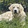 Anka