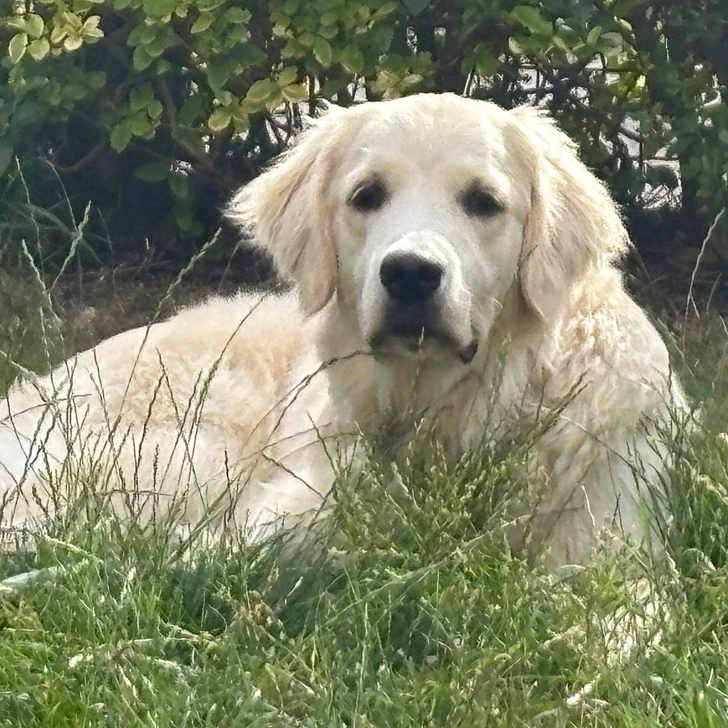 Anka