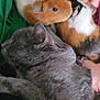 cat, guinea_pig, pet, animal, furry, gray_cat, orange_and_white_guinea_pig, tricolor_guinea_pig, person, hand, lap, green_shirt, cuddle, indoor, close_up, resting, fur, cute, domestic_animal, companion
