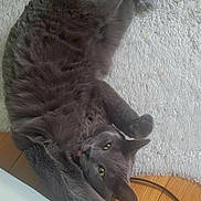 Uchka a rejoint le concours — aidez-le/la à gagner de superbes lots ! cat, gray_cat, stretching, tongue_out, rug, white_rug, wooden_floor, indoor, pet, feline, fur, relaxed, playful, cute, animal, mammal, whiskers, ears, paws, floor