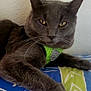 cat, gray_cat, pet, feline, animal, indoor, relaxed, lying_down, harness, green_harness, whiskers, yellow_eyes, fur, paw, blanket, patterned_blanket, blue_blanket, green_pattern, wall, closeup